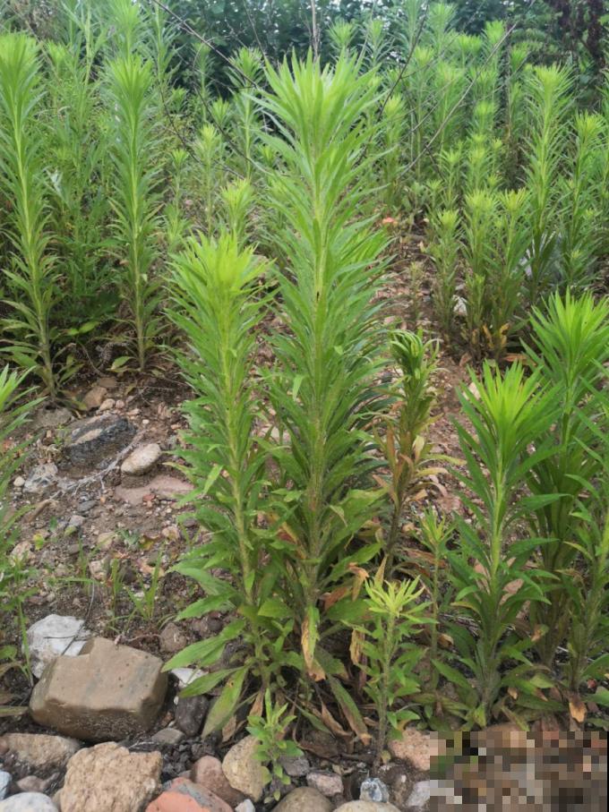 入侵植物爬进门，赶紧用开水烫死，不然就长疯了