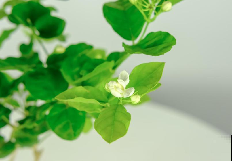 3种花明明开花很美，却不太受欢迎，到底是为啥？