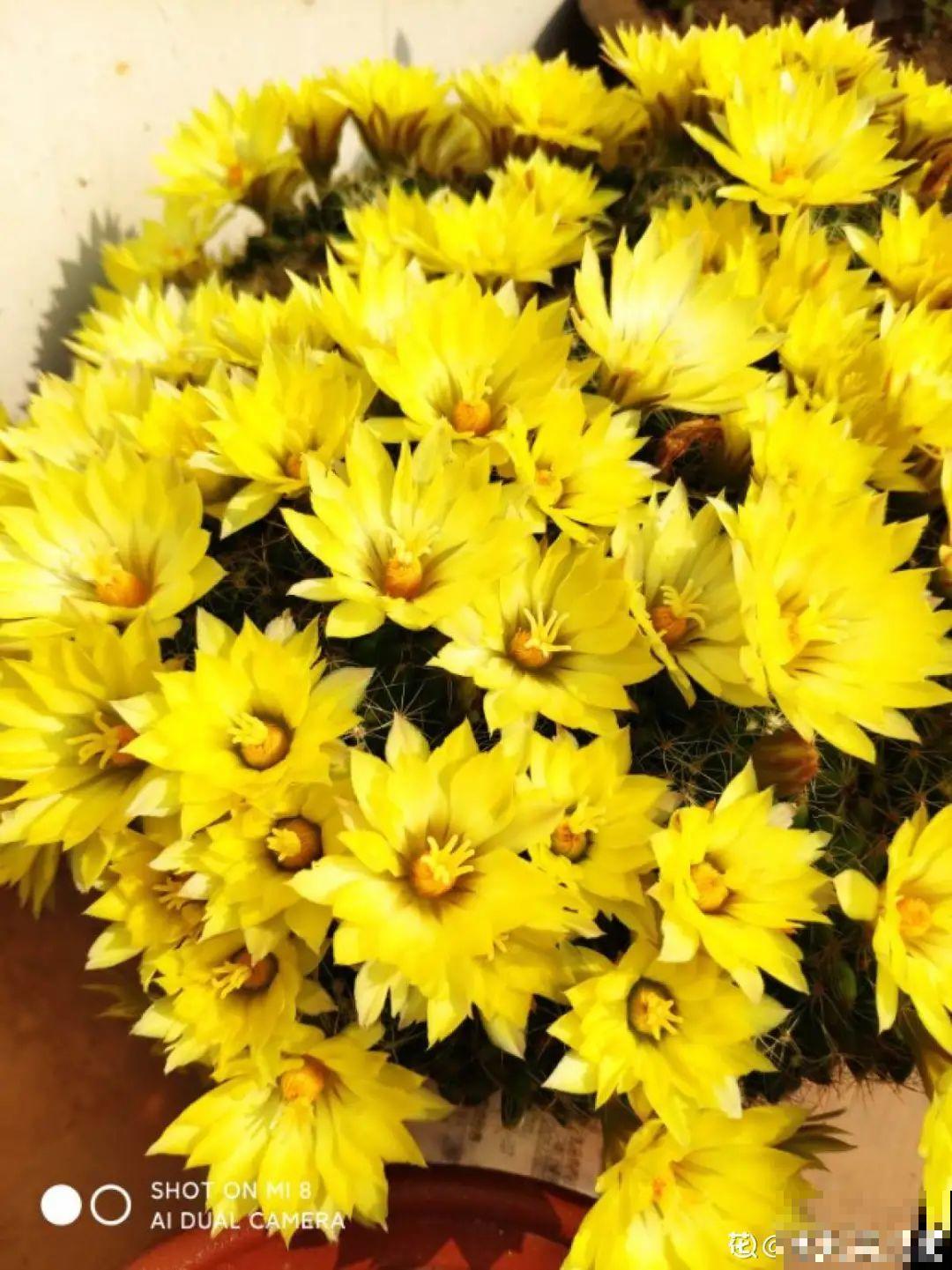 8种花名字里带金,听着就富贵,赶紧养一盆 8种花名字里带金,听着就富贵,赶紧养一盆