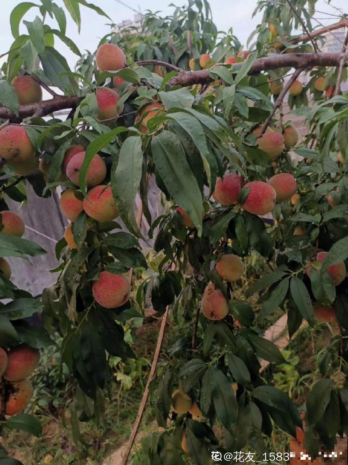 吃桃季，院子还没种桃树的看过来，纯天然无公害