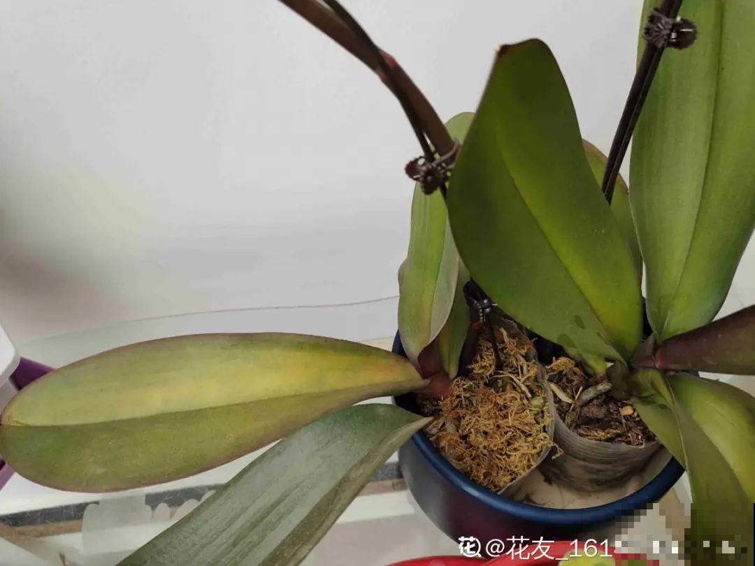 30℃以上，10种花就先别养了，买一盆死一盆，别怪我没提醒你