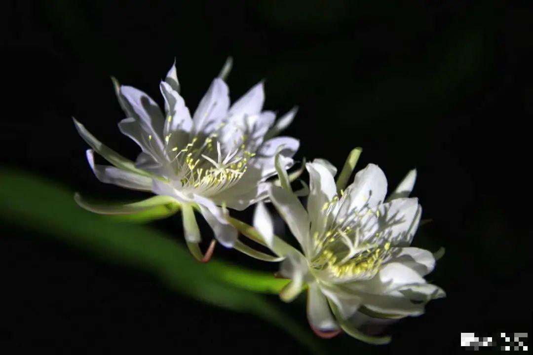 8月后，6种花别修剪，小心以后不开花