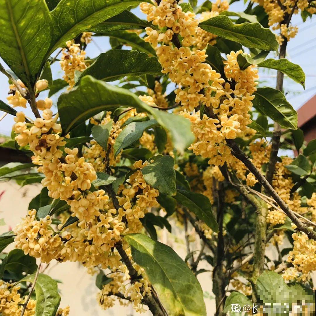 9种花，天热也要施肥，否则活不长，越养越差劲