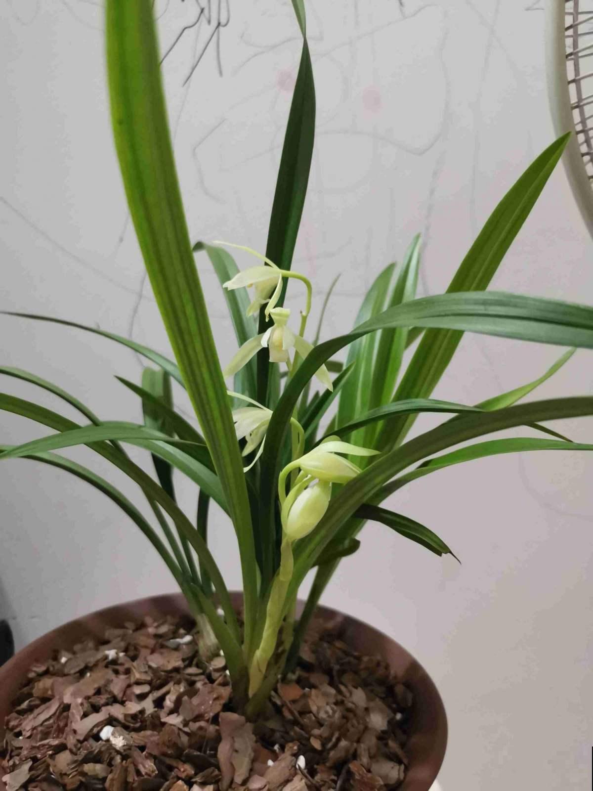 兰花五大品种,一个比一个幽雅,居家养殖真大气 兰花五大品种,一个比一个幽雅,居家养殖真大气