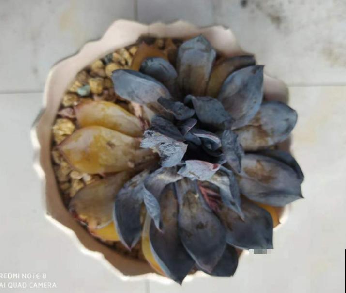 夏天养多肉,这3种情况不能忽略,不然多肉都死 夏天养多肉,这3种情况不能忽略,不然多肉都死