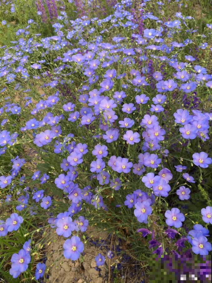 水塘边长出的“烤肠”,原来叫香蒲,毛茸茸特好玩 水塘边长出的“烤肠”,原来叫香蒲,毛茸茸特好玩