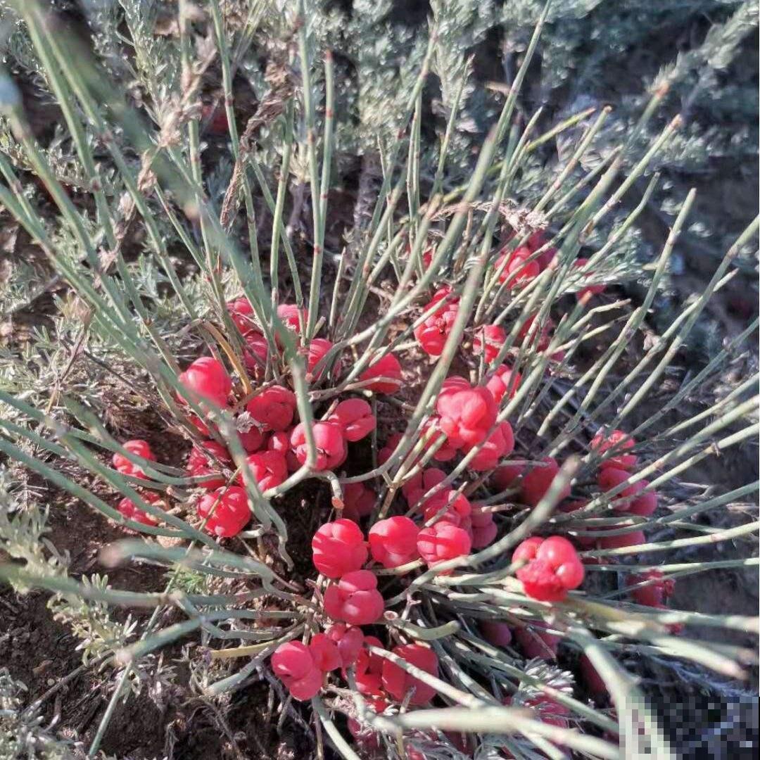 老中医爱养的60种植物，图文并茂特详细，种一盆养人养身心