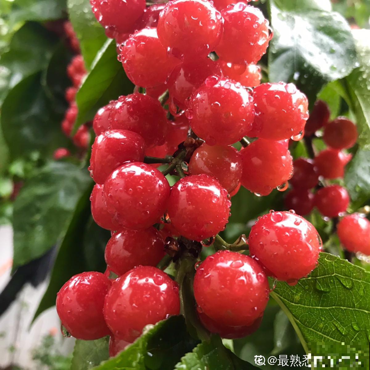 5个步骤，还你一盆樱桃盆栽，果实红得像宝石