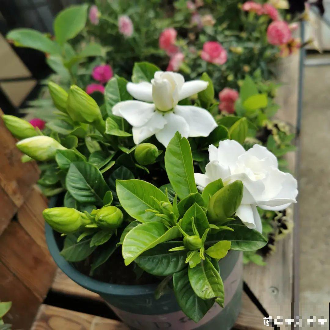 10种花并不是一次性,掌握养护要点,还能复花 10种花并不是一次性,掌握养护要点,还能复花