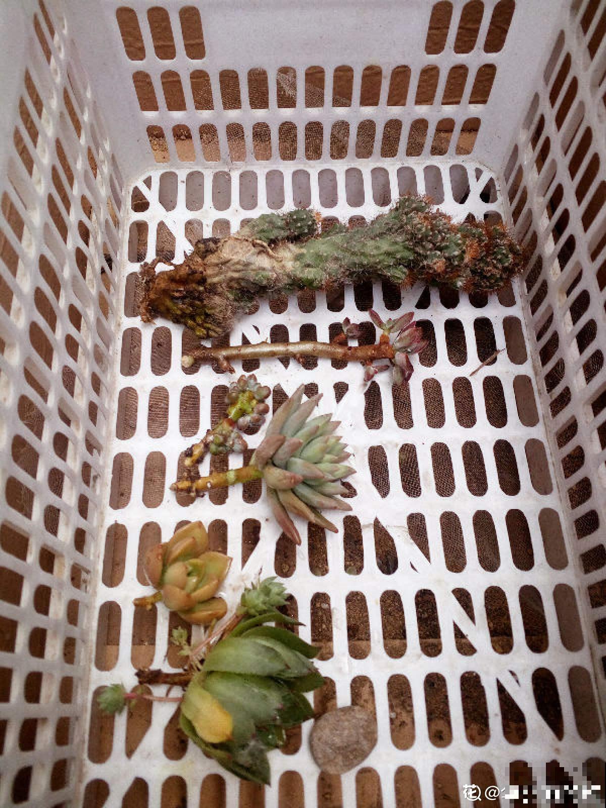 雨季多肉，烂根化水没得救，注意4点，多肉雨季变“平安季”