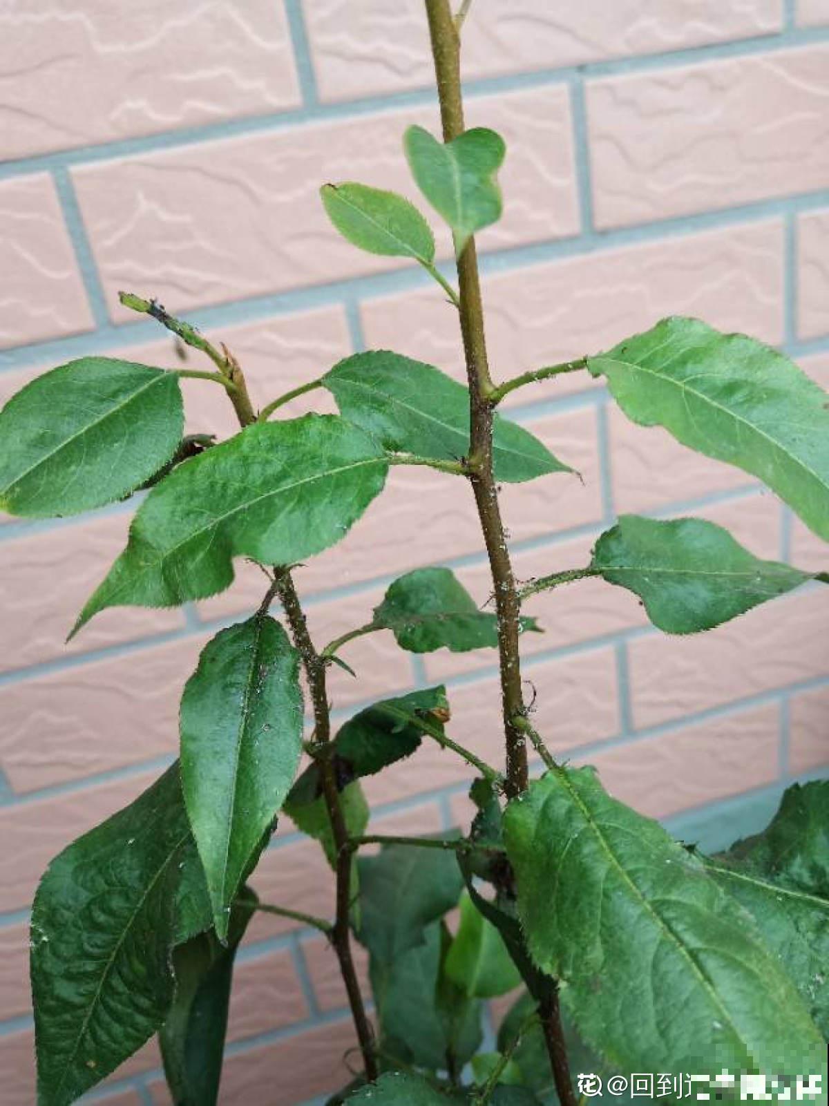 苹果VS梨，两大最常见水果，哪个种植更简单？