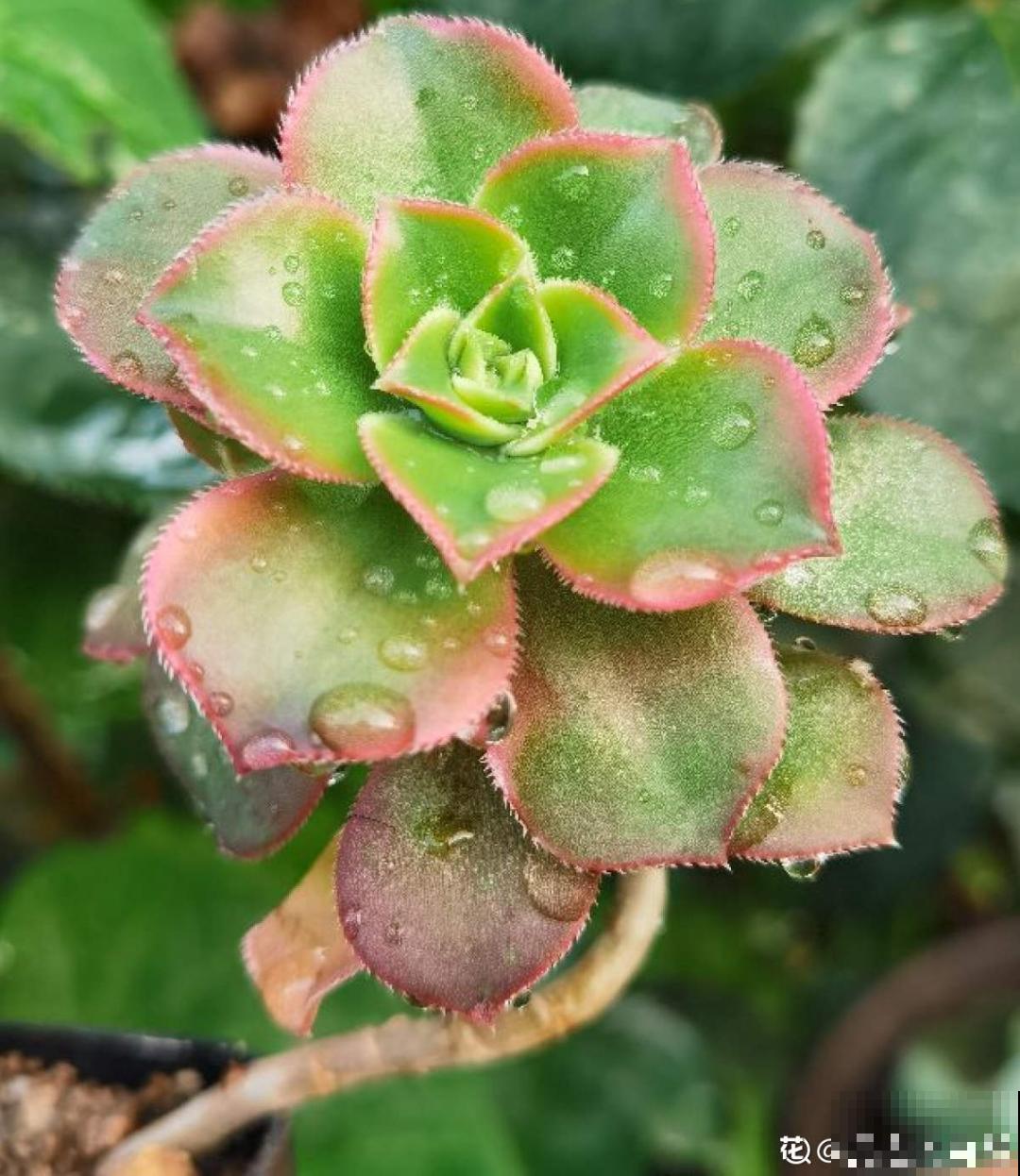 夏天养多肉，学会判断休眠状态，先“保命”要紧