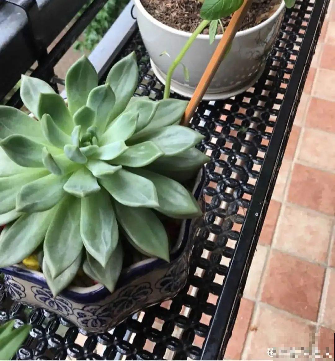 旧筷子、老干妈瓶别扔，拿来养花效果好，省下一笔养花钱