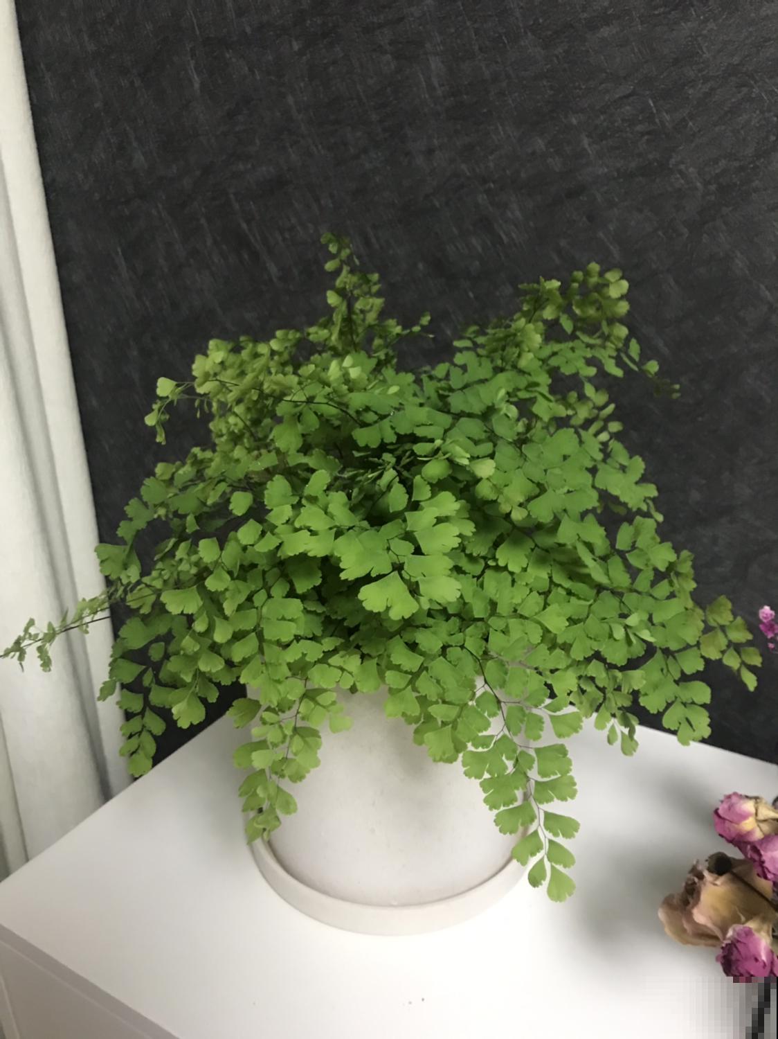 不用给足光照就能长得旺，这3种植物放家里，光照少也能长得好