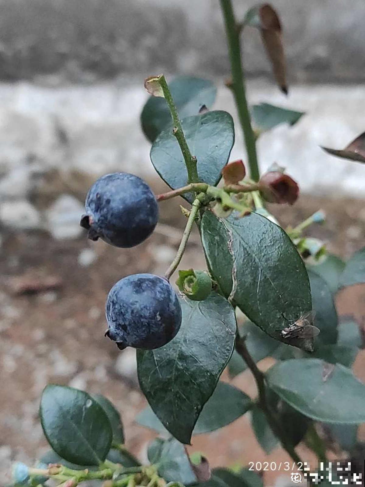 告别超市蓝莓，种一棵盆栽蓝莓，在家也能免费吃