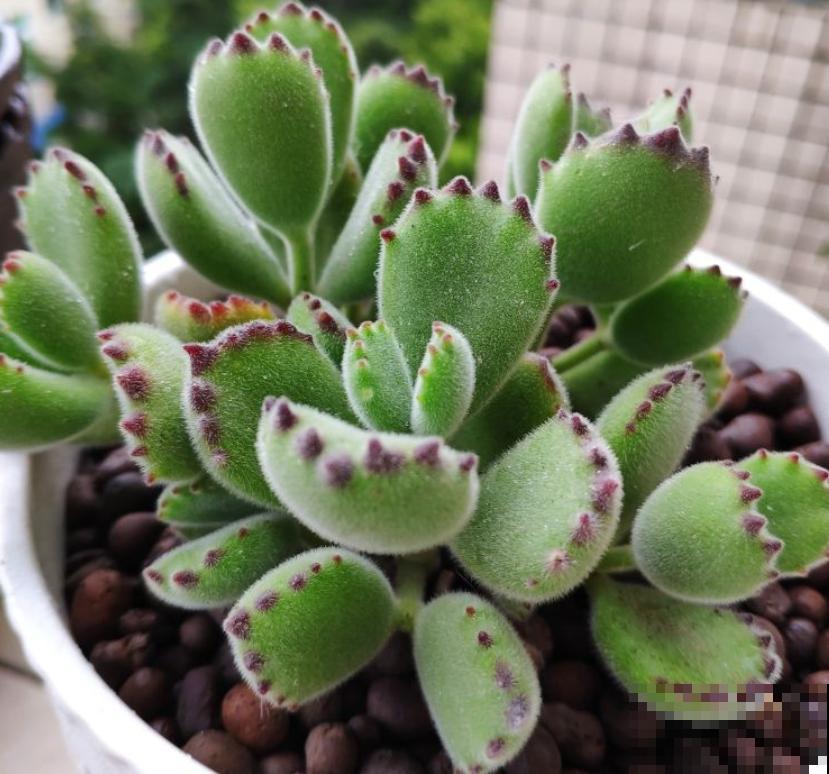 3种花天生可爱,有趣的人都爱养,满盆都是小动物 3种花天生可爱,有趣的人都爱养,满盆都是小动物