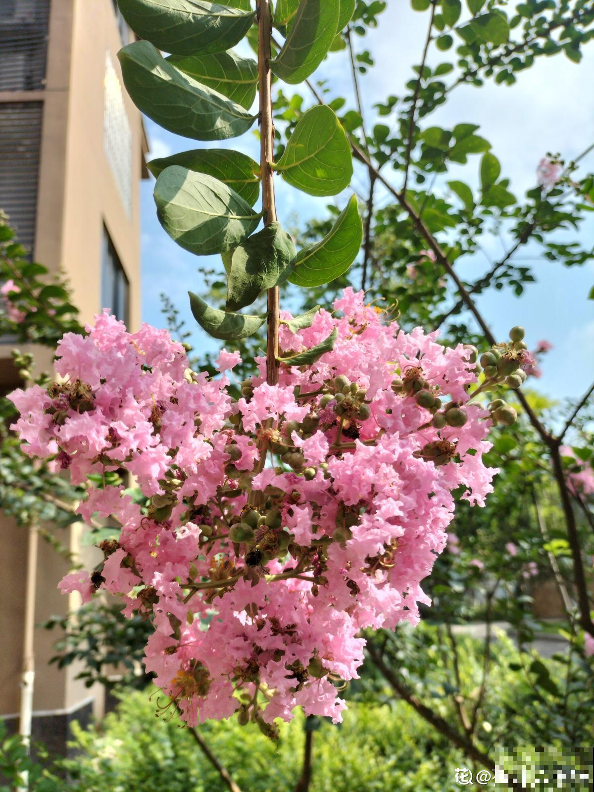 秋天是养花新高峰,院子赶紧种上4种花,美得像幅画 秋天是养花新高峰,院子赶紧种上4种花,美得像幅画