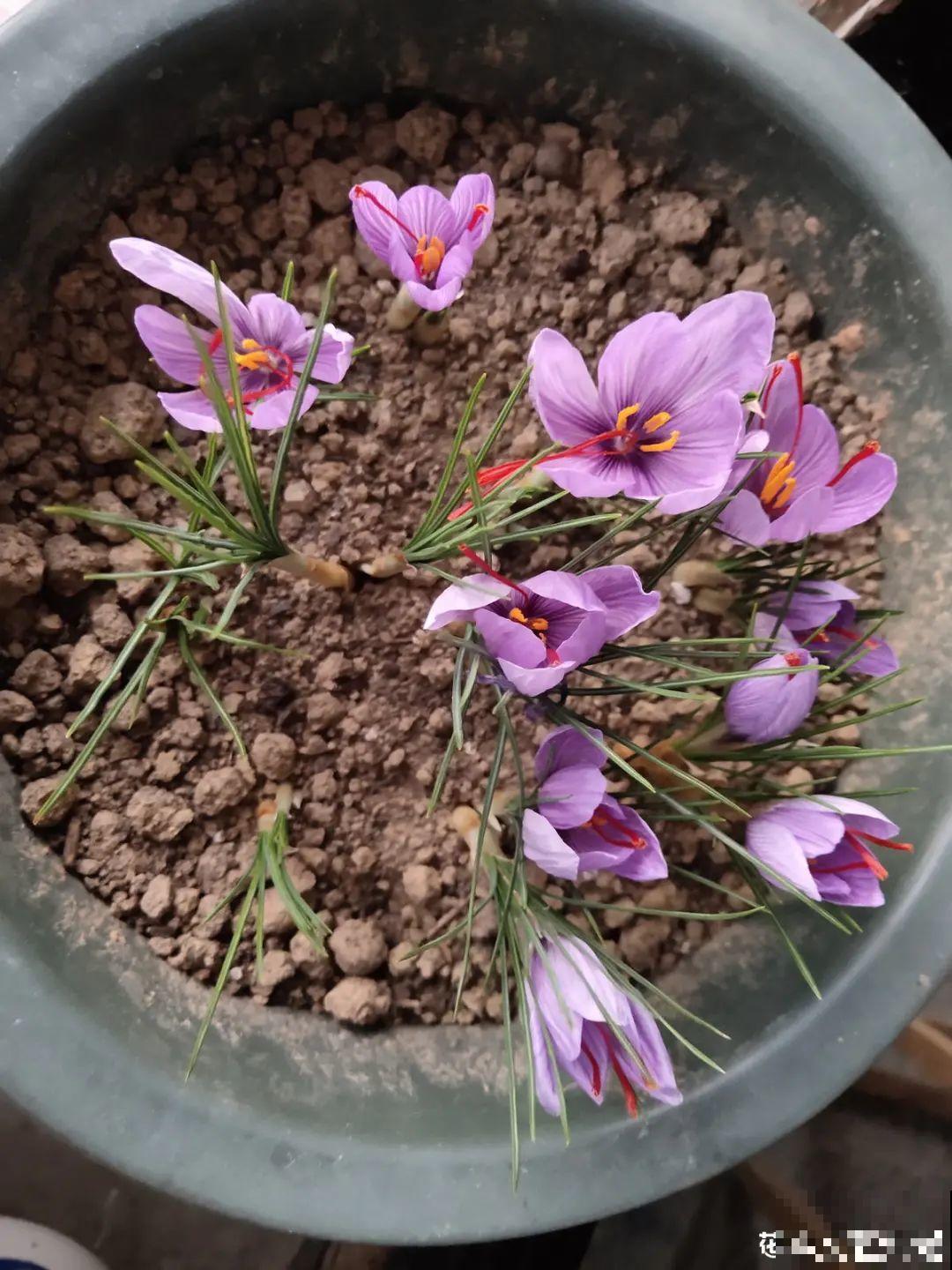 上千块一斤的花,名贵得很,自己在家也能种 上千块一斤的花,名贵得很,自己在家也能种