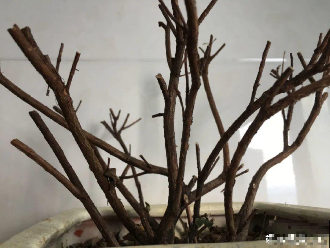 难养活的8种花，在家里养不好，扔门口反而呼呼开花