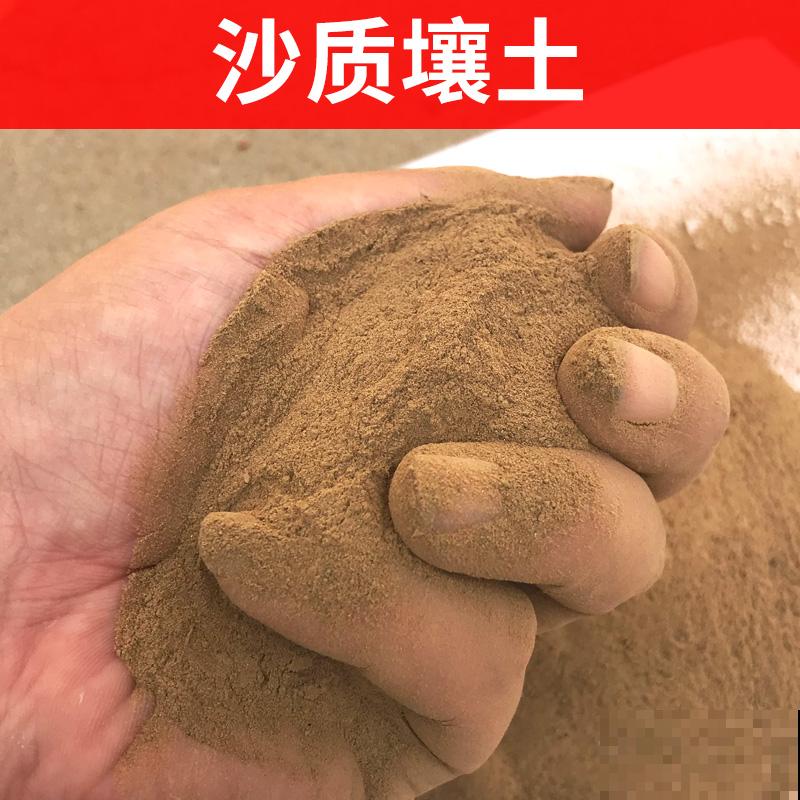 南方常见的黄皮果，妥妥的“黄水晶”，咬一口直流口水