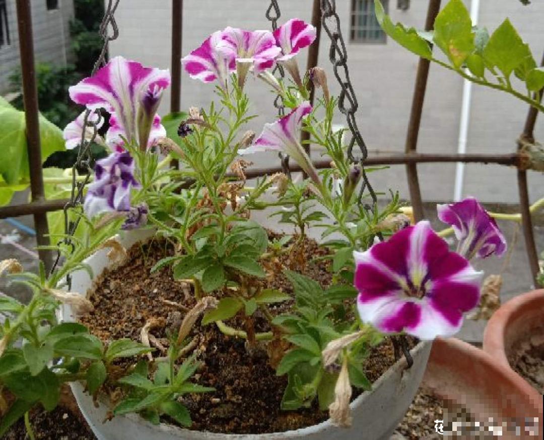 天热要修剪的花，不剪死得快，活不过夏天