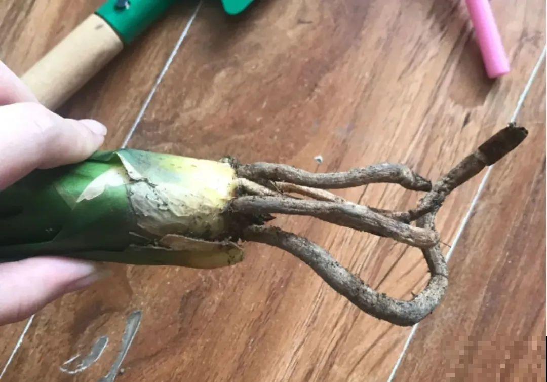 夏天养花，就怕乱浇水，千万不能积水