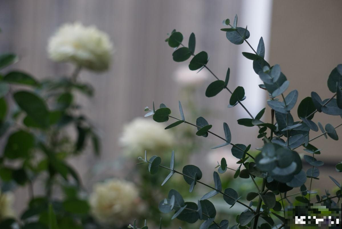 夏天新宠尤加利，养护花样多，土培水培两不误