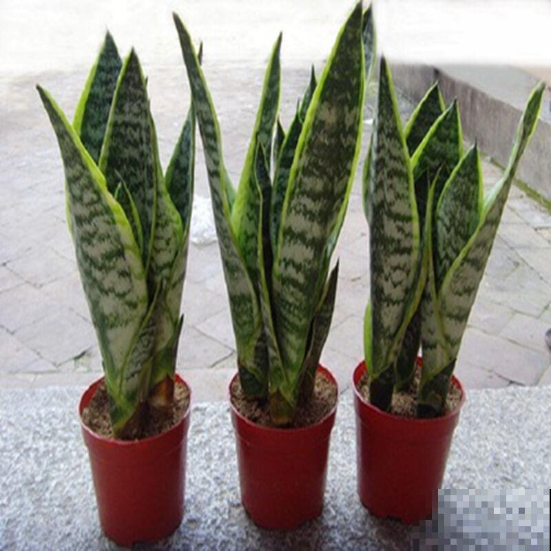 不怕渴的3种花，一个月浇一次水，也能正常生长