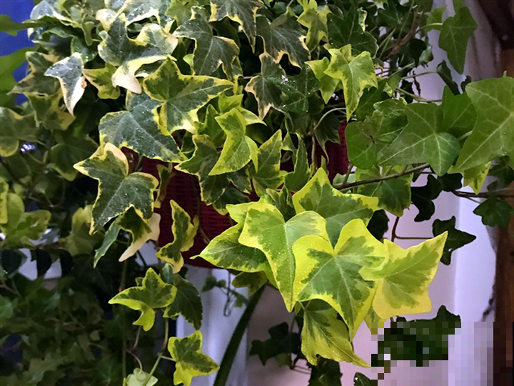 家里别只养绿萝,15种精致耐阴花,光照不好也能长很美 家里别只养绿萝,15种精致耐阴花,光照不好也能长很美