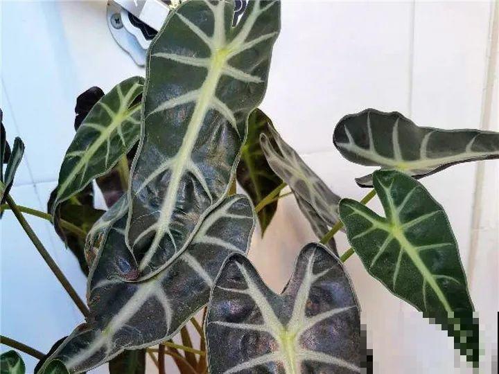 家里别只养绿萝，15种精致耐阴花，光照不好也能长很美