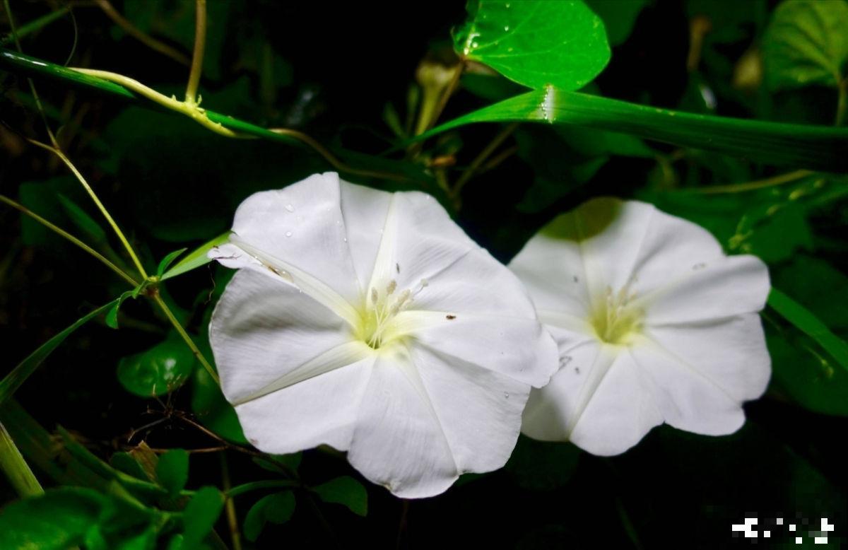 植物界的守夜花，你知道几个？悄无声息做地上“白月光”