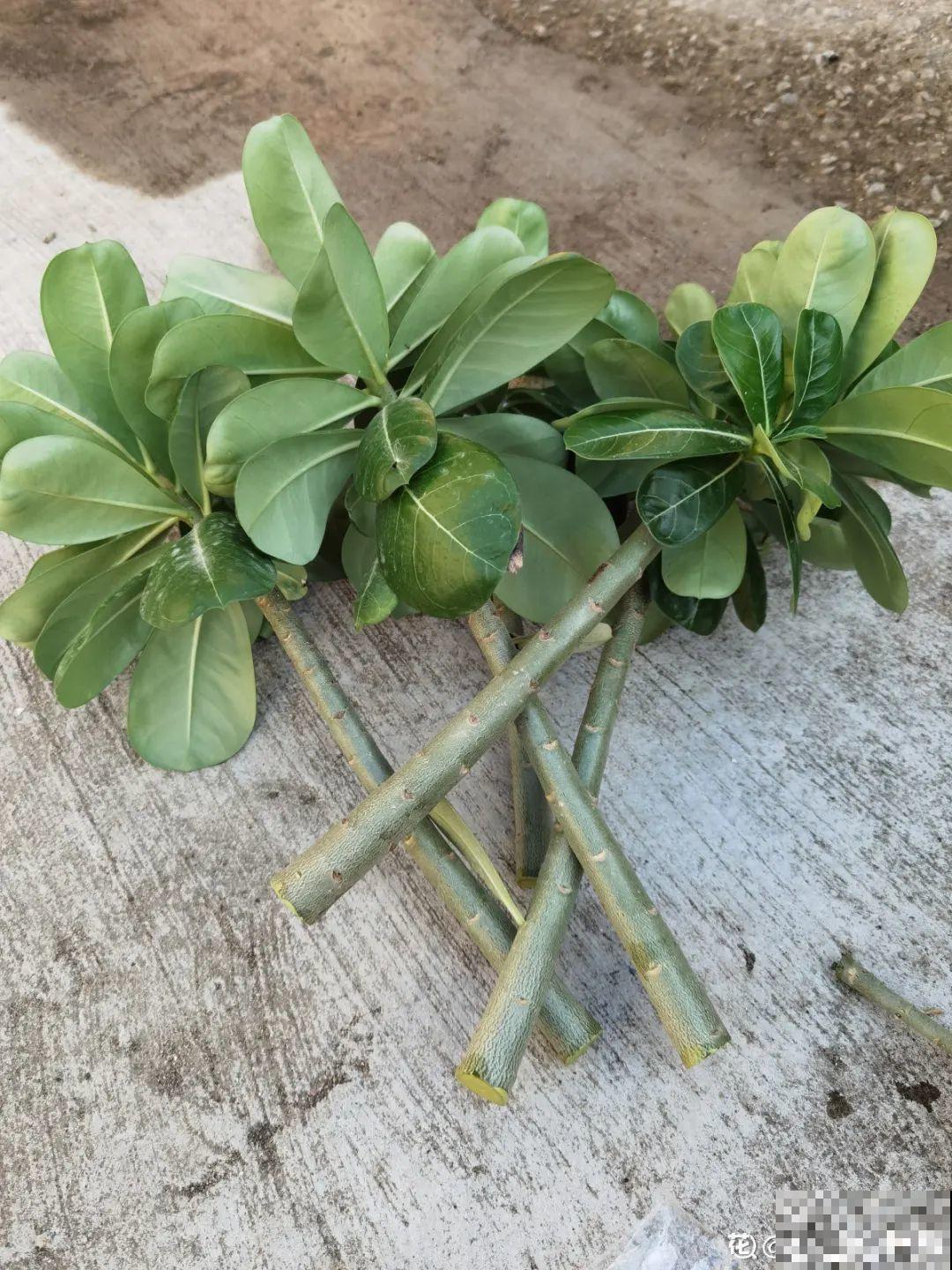 养了30年的玉树,扦插开出9色花,快来沾沾喜气 养了30年的玉树,扦插开出9色花,快来沾沾喜气