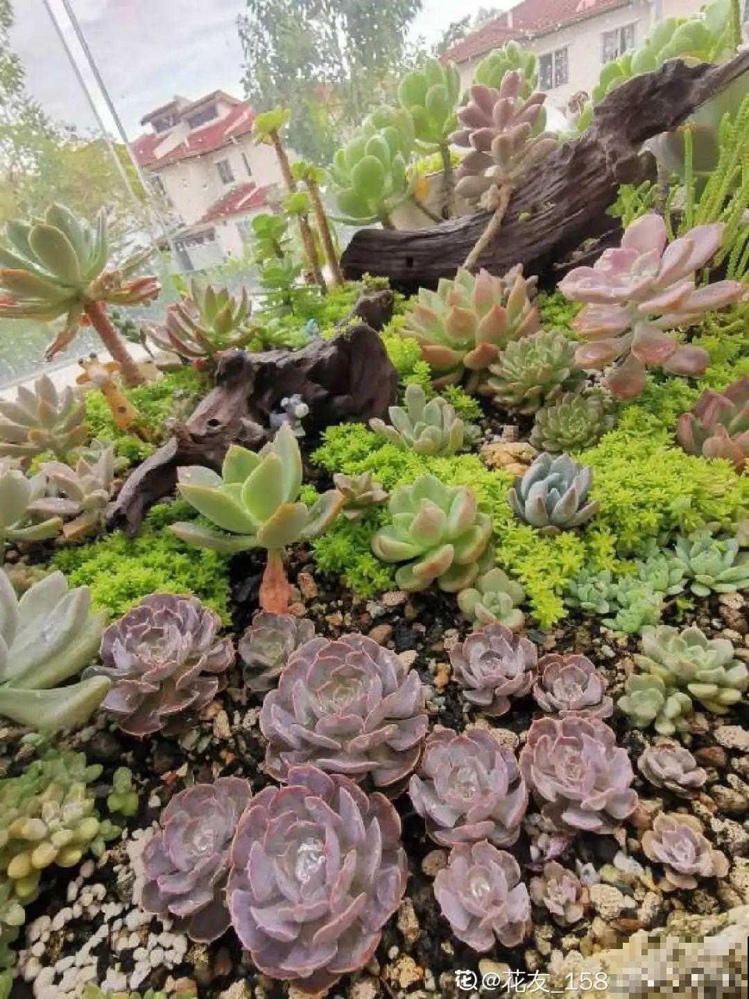 夏天养多肉，学会判断休眠状态，先“保命”要紧