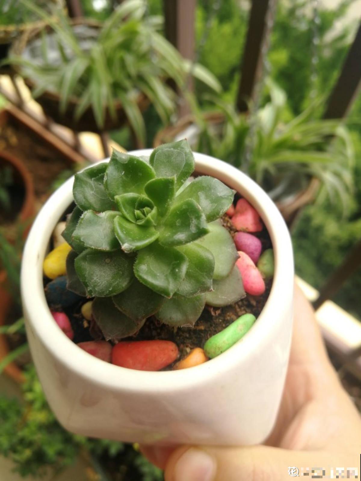 多肉长坏了别扔!剪一剪砍一砍,原地就能“满血复活” 多肉长坏了别扔!剪一剪砍一砍,原地就能“满血复活”