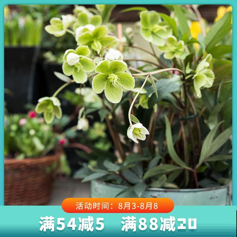 4种“黑色”植物,养起来得劲,却差点被妈妈扔掉 4种“黑色”植物,养起来得劲,却差点被妈妈扔掉