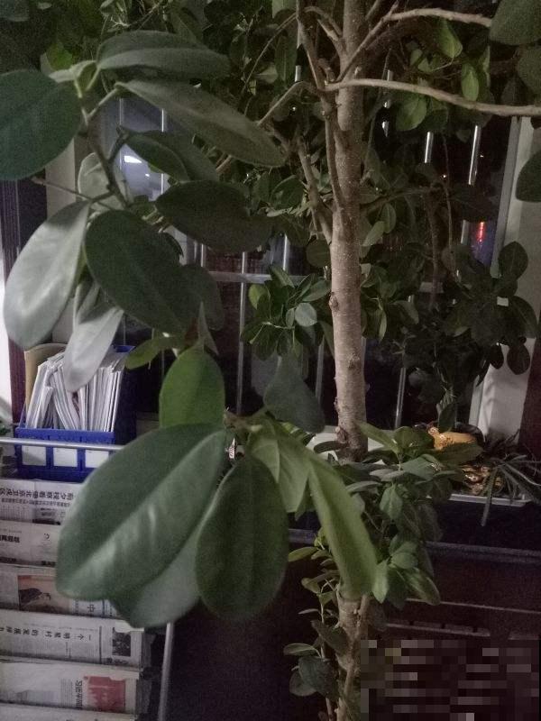 家中空气不清新？养这5种植物，清香怡人