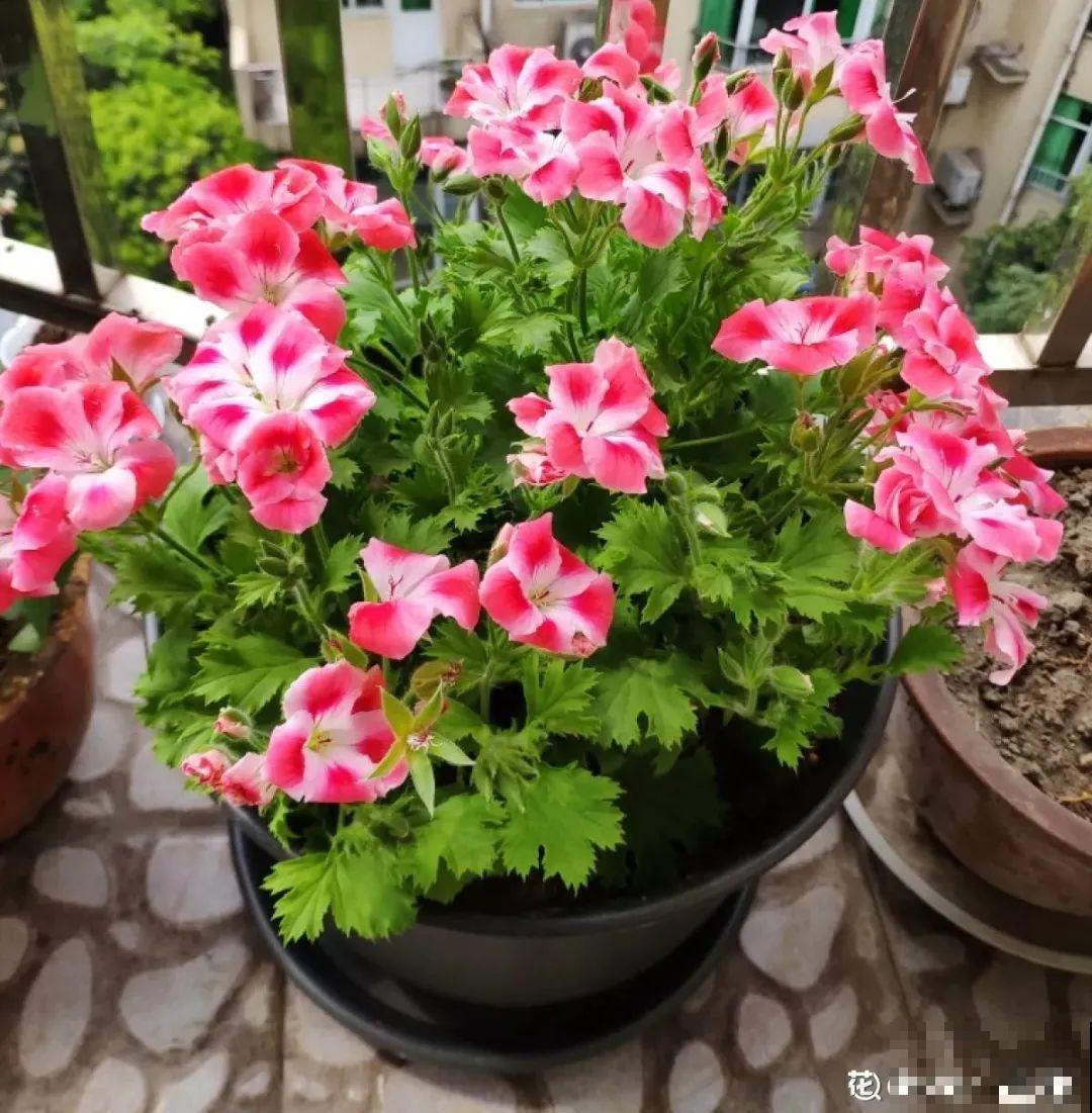 现在给花剪一刀,剪成一个“小平头”,呼呼冒芽爆盆 现在给花剪一刀,剪成一个“小平头”,呼呼冒芽爆盆