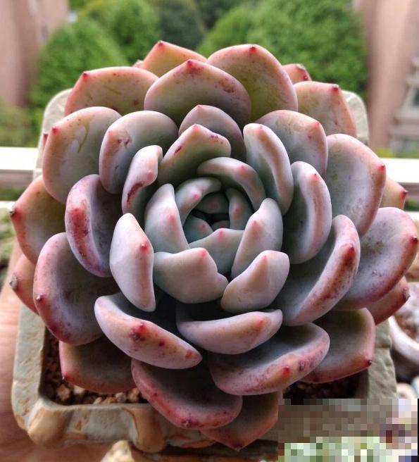 8种超美多肉,秋天抓住时机养,颜值高好养活 8种超美多肉,秋天抓住时机养,颜值高好养活