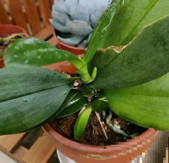 夏天看见气生根,赶紧剪下来,插土里就活 夏天看见气生根,赶紧剪下来,插土里就活