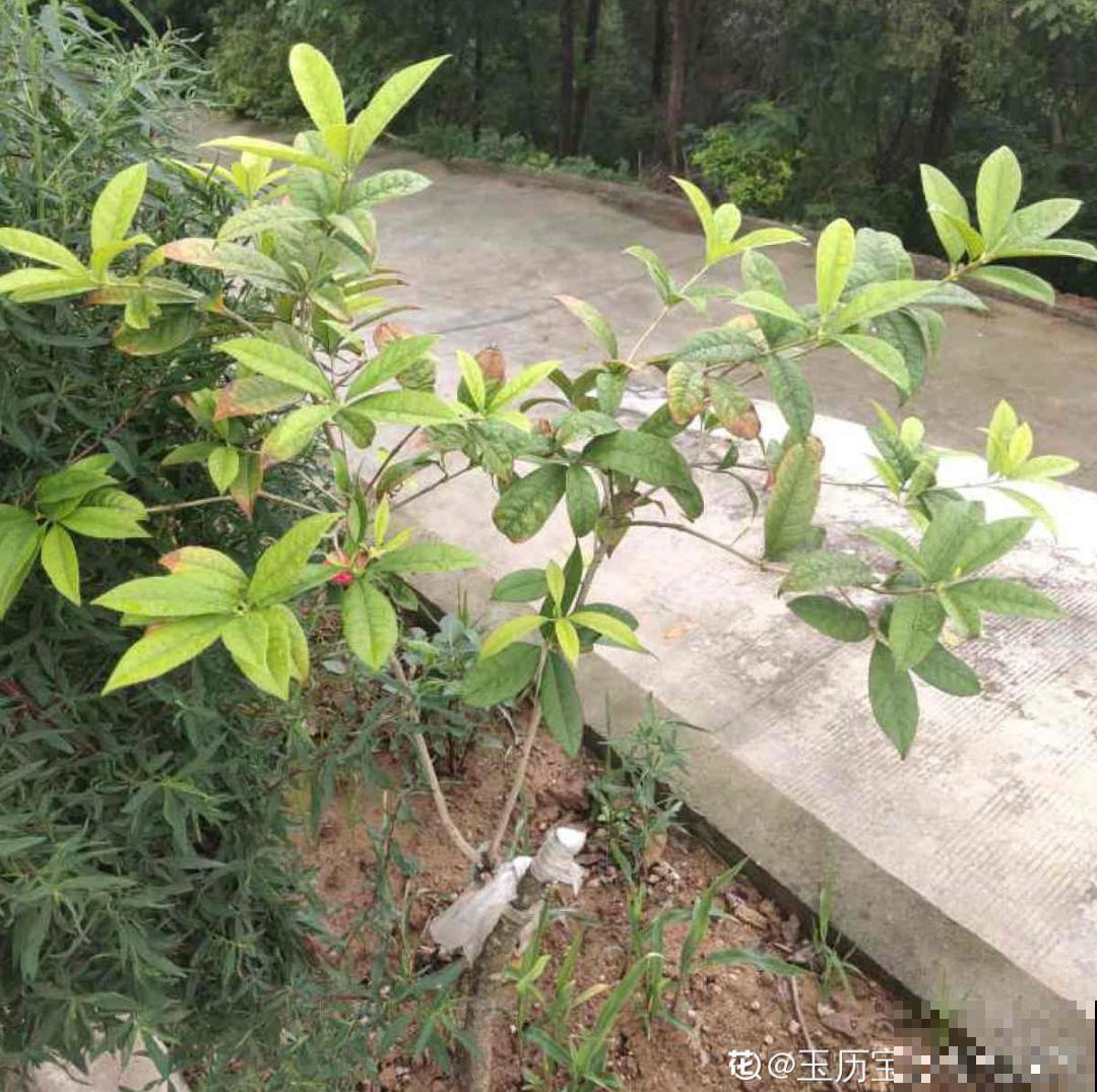 9个开花劳模，施肥不能停，不然越养越差劲