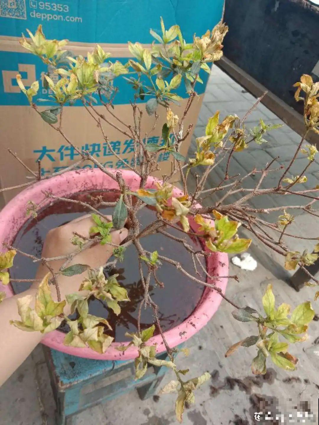 夏天养杜鹃，真是够难的，要注意6个要点