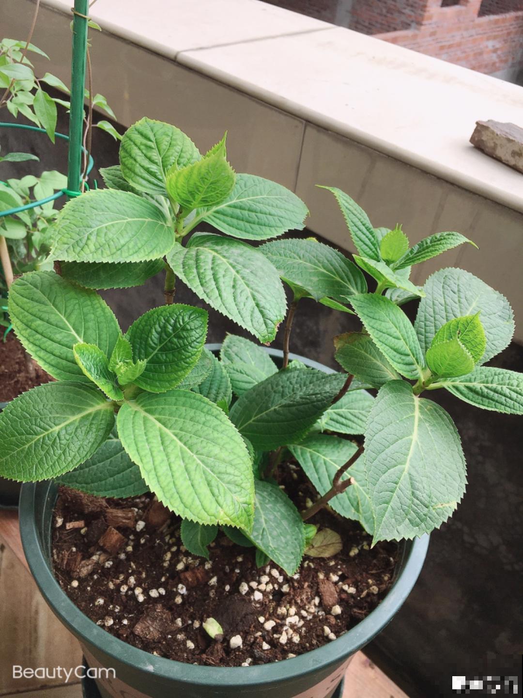 超耐阴的绣球花,放阴凉地也能开爆盆,颜色姹紫嫣红 超耐阴的绣球花,放阴凉地也能开爆盆,颜色姹紫嫣红