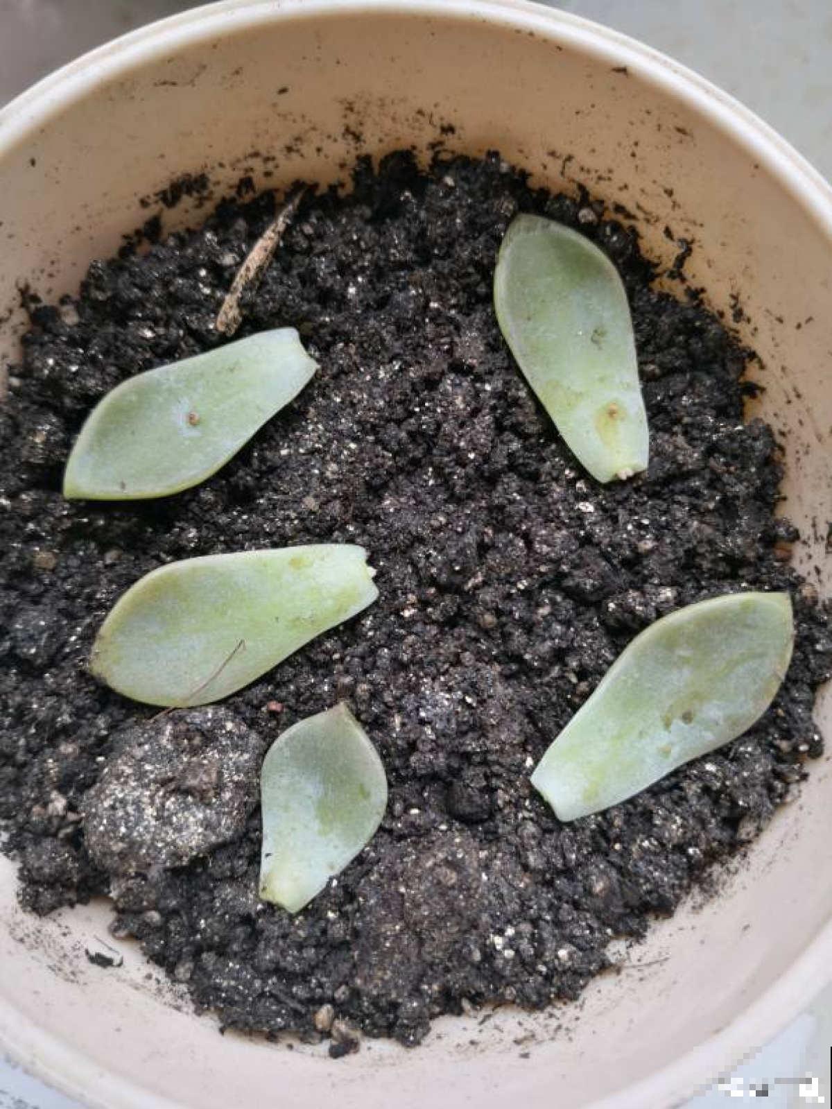 雨季多肉，烂根化水没得救，注意4点，多肉雨季变“平安季”