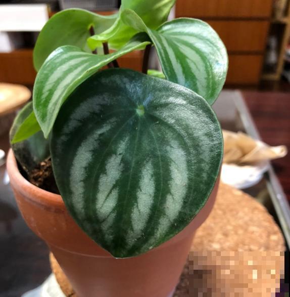 西瓜皮椒草暗淡无光，掌握这5步养护，家里也能赏“西瓜”