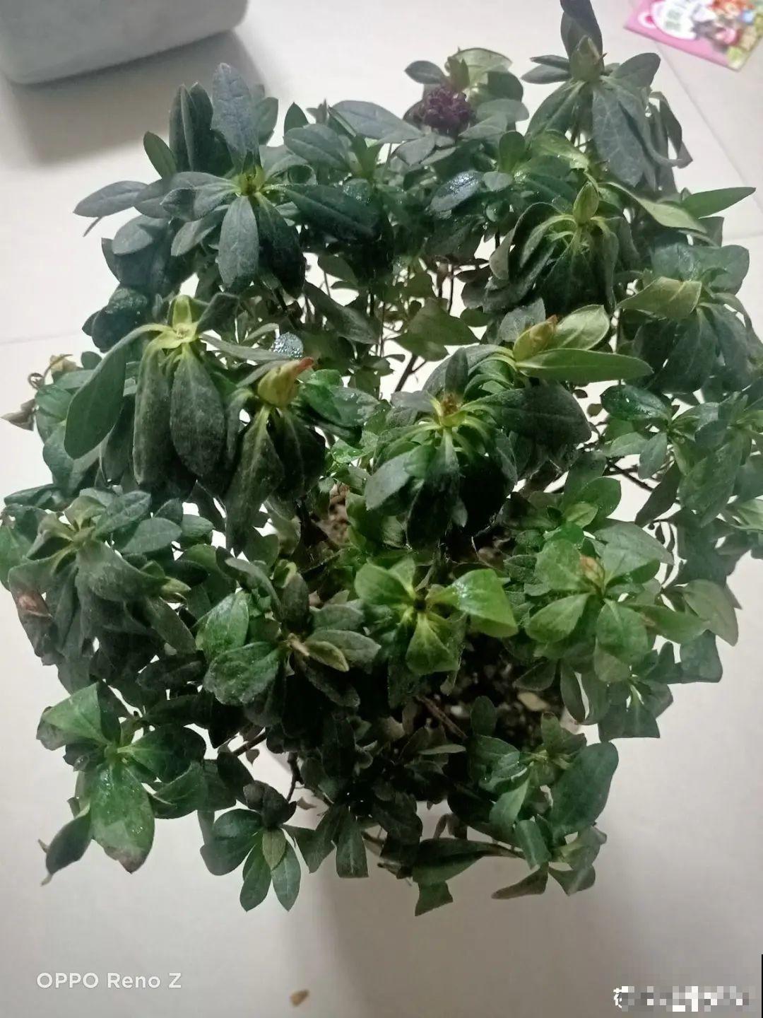 警惕秋老虎，别让你的花，度过夏天，却死在秋天