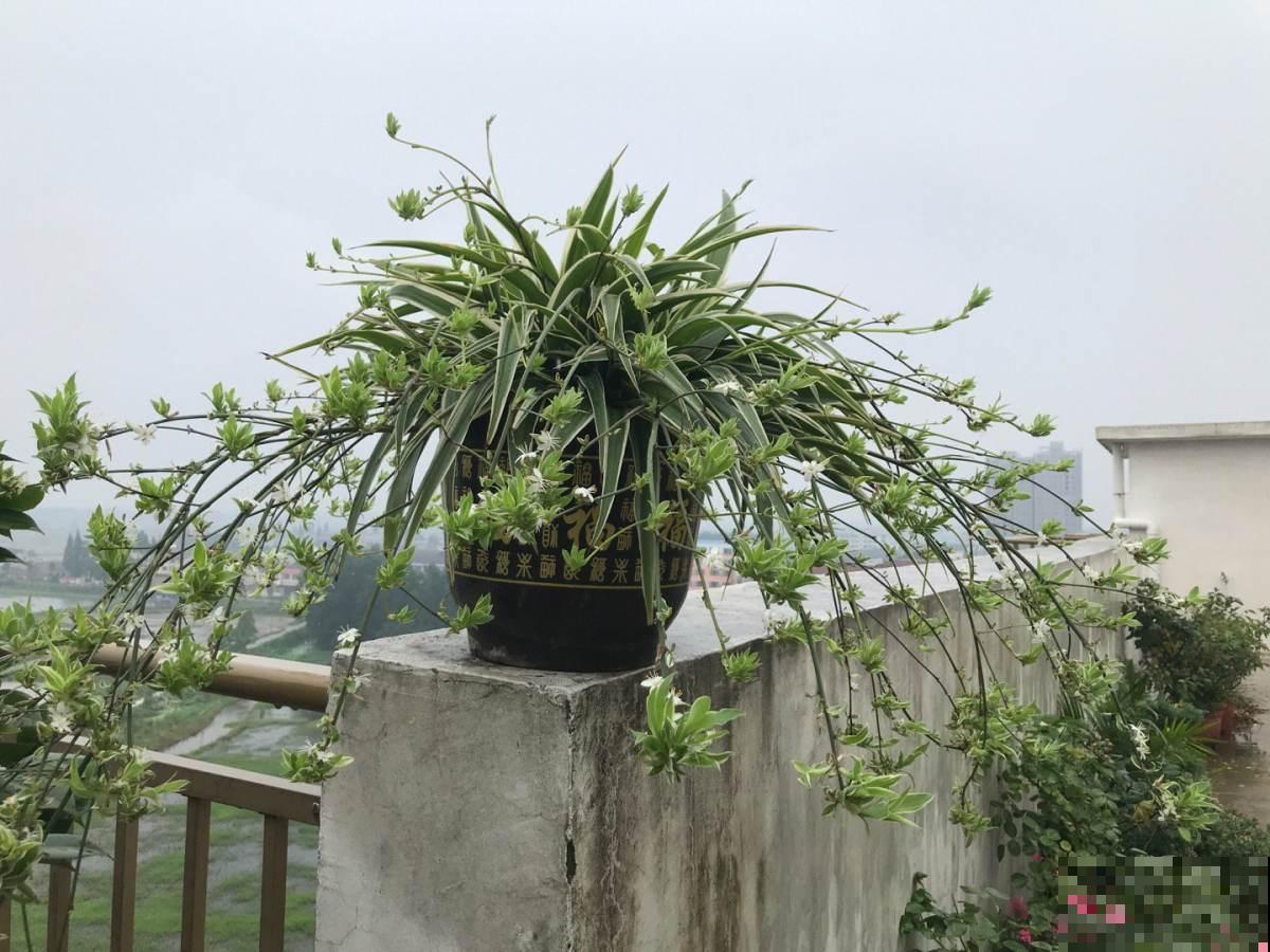 有故事的花，不在于多么金贵