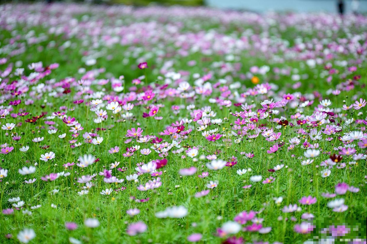 状元红与朱砂桂哪个更红更香