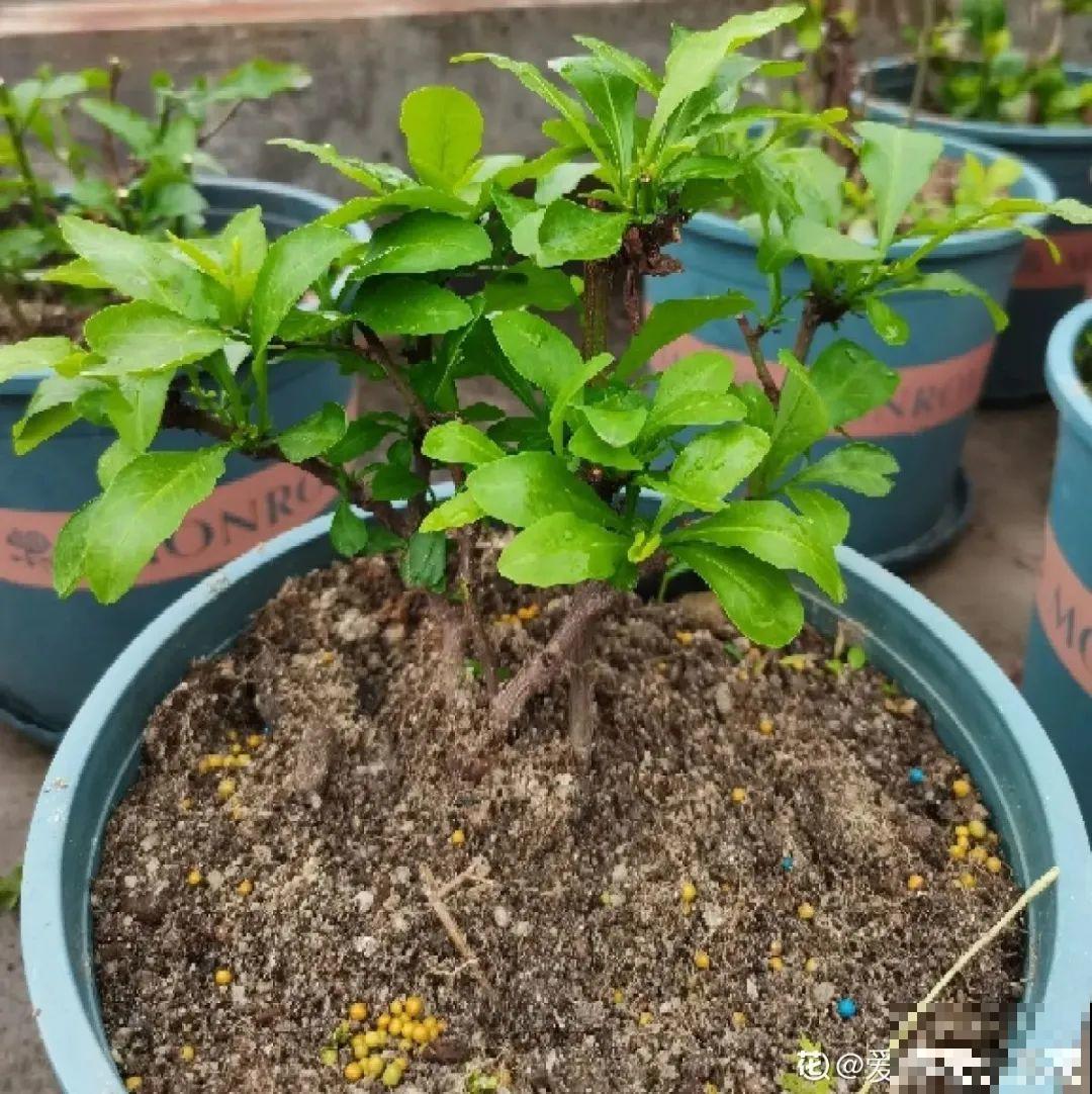 养花大神的爆花技巧，我给大家偷来了，赶紧学