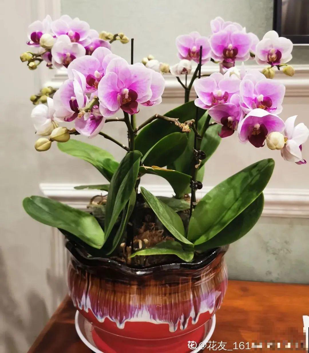 8种花夏天不能买,买回来就死,白浪费钱 8种花夏天不能买,买回来就死,白浪费钱