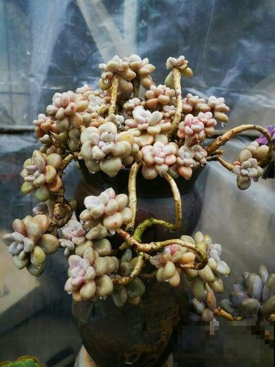 夏天超过30℃，再不给花降温，全都热死了